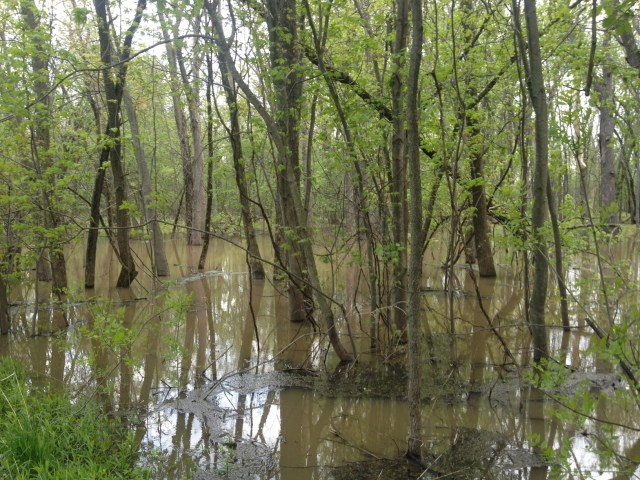 The river overflown!